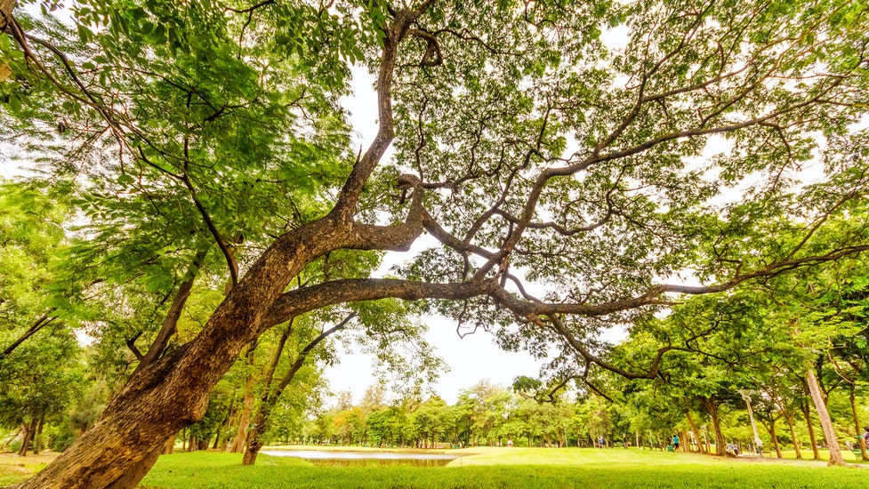 a large tree in a park